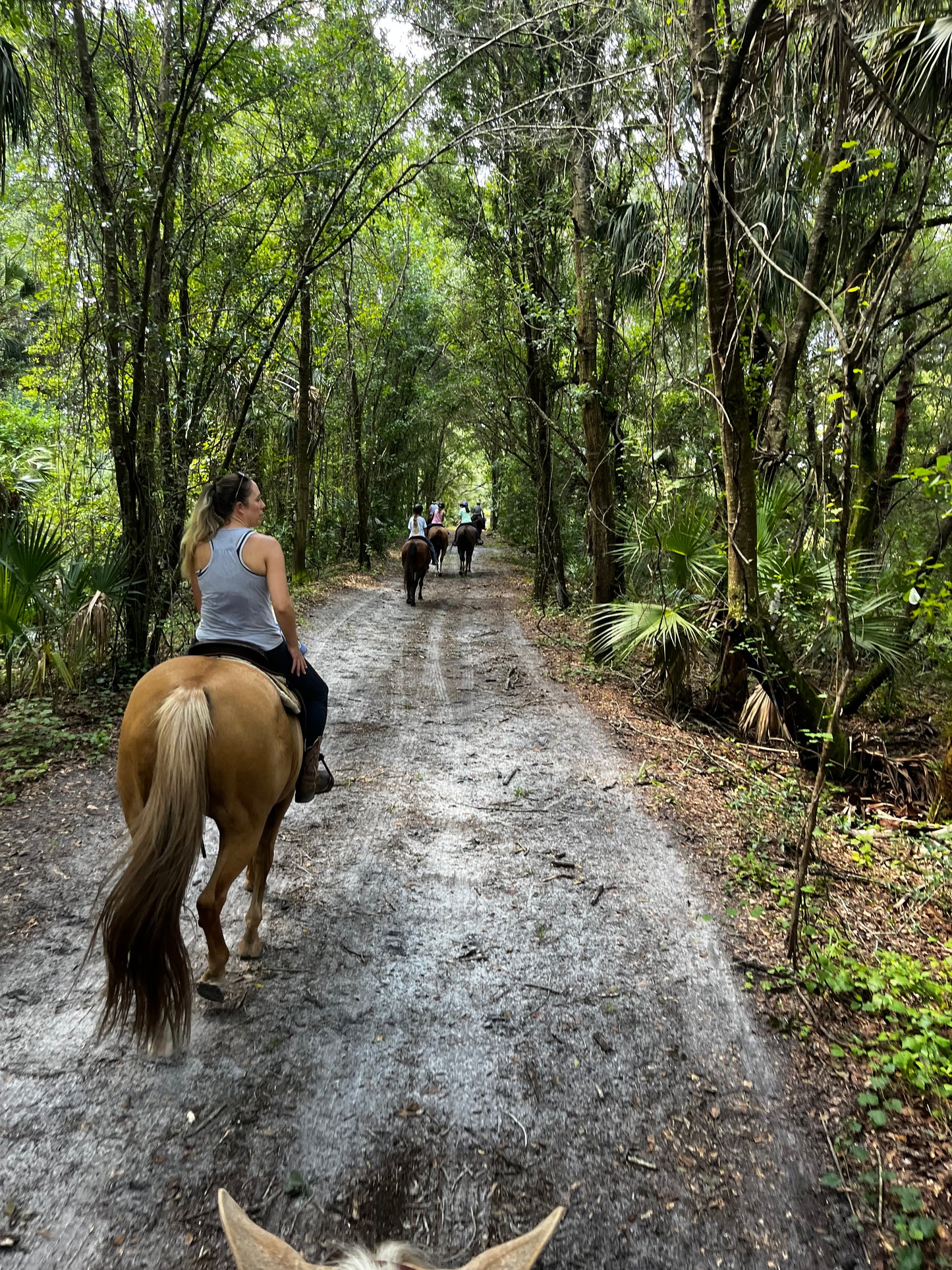 Trail Rides